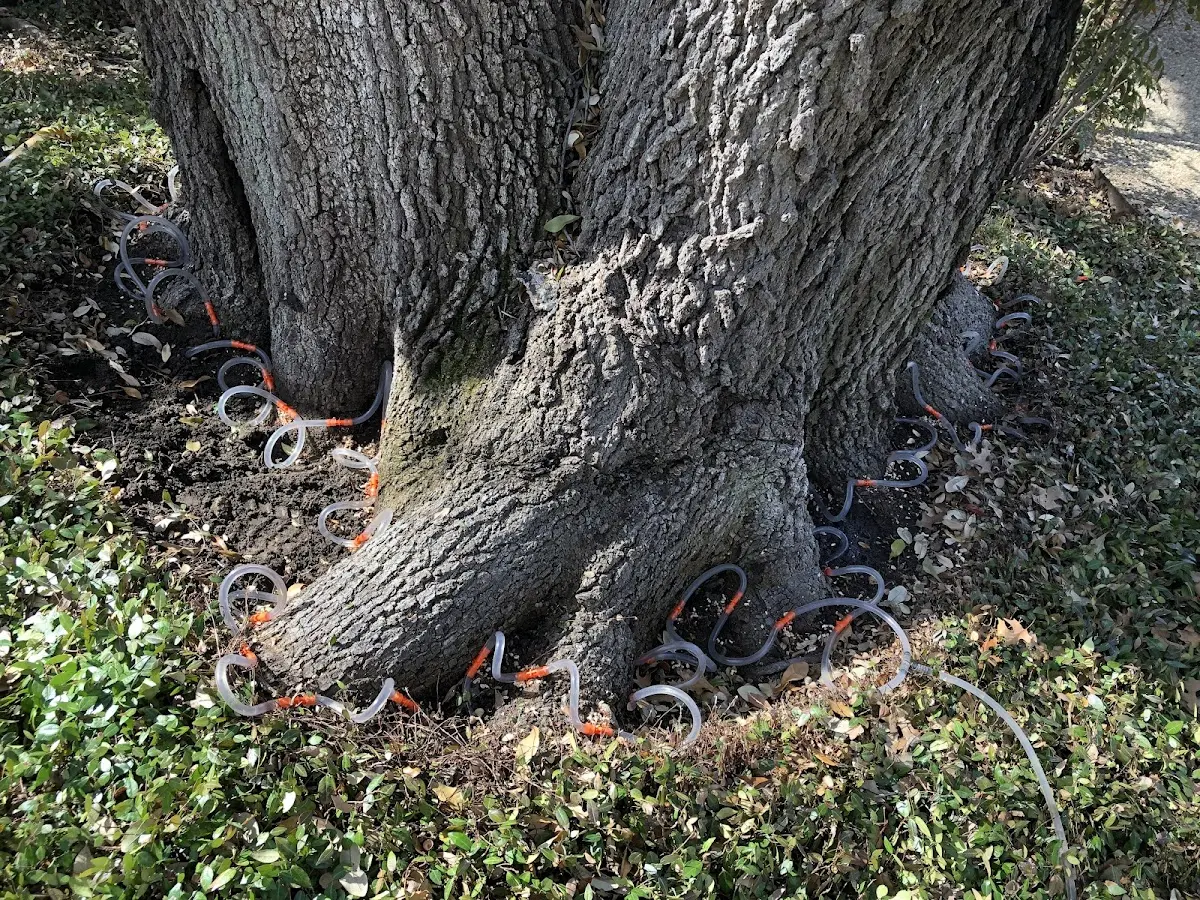 Detailed Tree Cabling and Bracing job site in Mill City