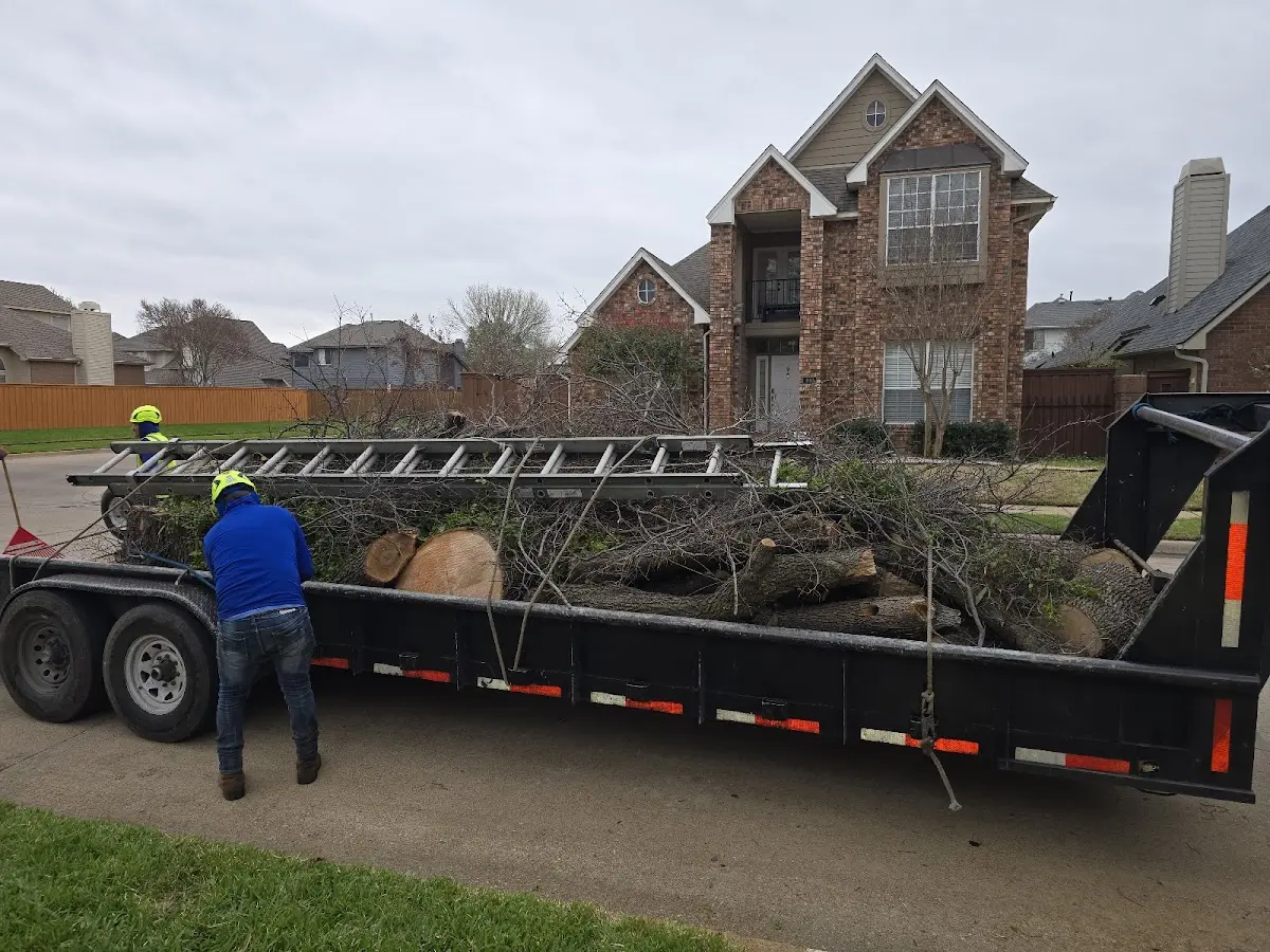 Expert Tree Pest Control with proper safety equipment in Mill City